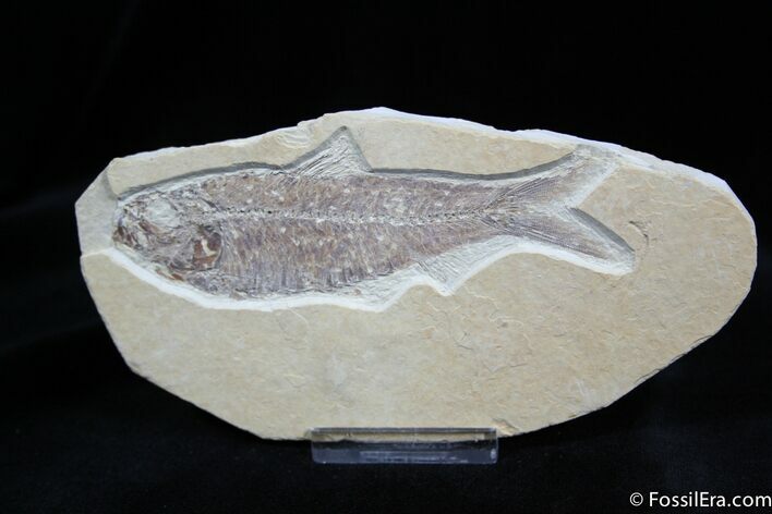 Inch Knightia Fossil - Green River Formation #825